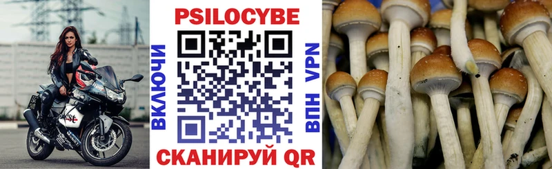 как найти закладки Ардон Галлюциногенные грибы мицелий